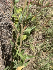 Oenothera curtiflora