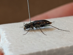 Cicindela punctulata