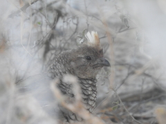 Callipepla squamata