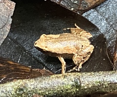 Hamptophryne boliviana