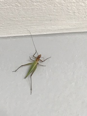 Oecanthus pini