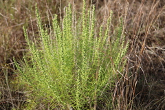Liatris punctata