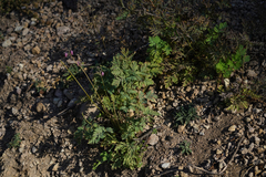 Dicentra formosa