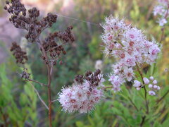 Spiraea alba