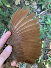 Xiphorhynchus guttatus