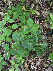 Acalitus ferrugineum