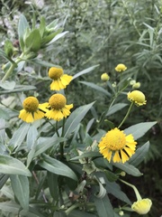 Helenium autumnale