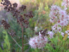 Spiraea alba