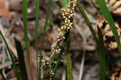Lomandra