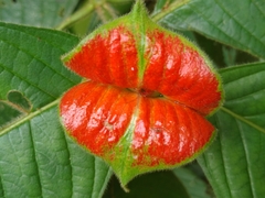 Palicourea tomentosa