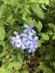 Plumbago auriculata