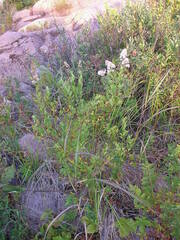 Spiraea alba