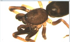 Phrurolithus festivus