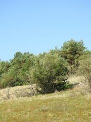 Salix acutifolia