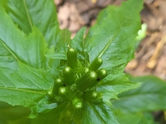Erechtites hieraciifolius