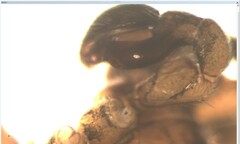 Phrurolithus festivus