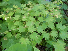 Acer japonicum