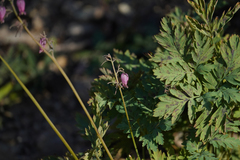 Dicentra formosa