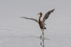 Egretta rufescens