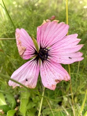 Monsonia speciosa