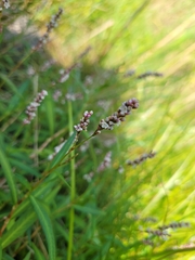 Persicaria