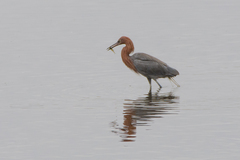 Egretta rufescens