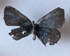 Glaucopsyche lygdamus