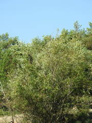 Salix acutifolia