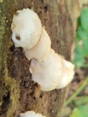 Crepidotus applanatus