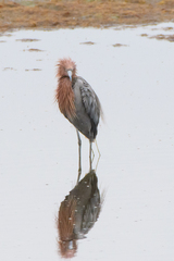 Egretta rufescens