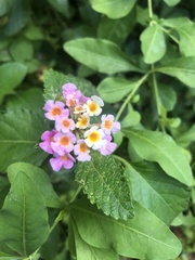 Lantana × strigocamara