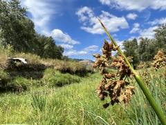 Schoenoplectus lacustris