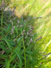 Persicaria