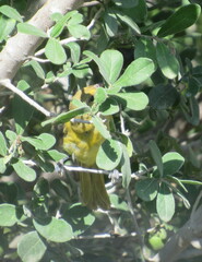Icterus spurius