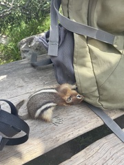 Callospermophilus lateralis