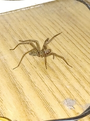 Eratigena atrica