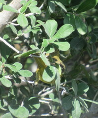 Icterus spurius