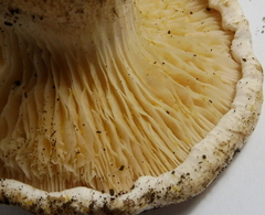 Leucopaxillus paradoxus
