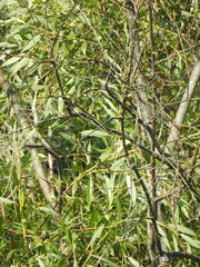 Salix acutifolia