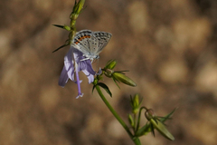 Campanula prenanthoides