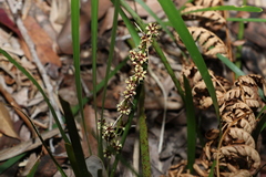 Lomandra