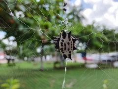 Gasteracantha cancriformis