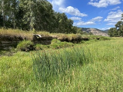 Schoenoplectus lacustris