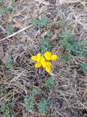 Lotus corniculatus