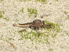 Proctacanthus milbertii