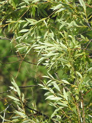 Salix acutifolia