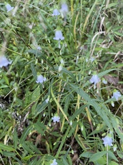 Campanula divaricata