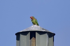 Psittacara erythrogenys