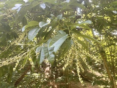 Oxydendrum arboreum