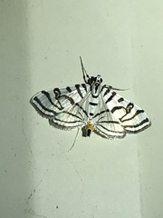 Conchylodes ovulalis